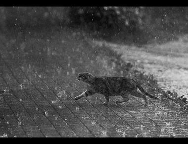 今天下哪種雨? 各種"雨"的英文說法