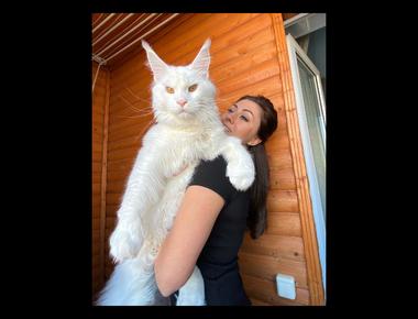 Cat Lady VS. Cat Woman