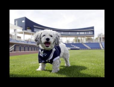 「ballpark」是什麼意思？